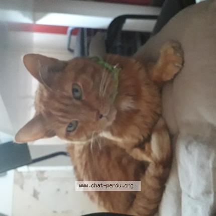 Foto 1/1 Gato encontrado Encontrado en Lewarde