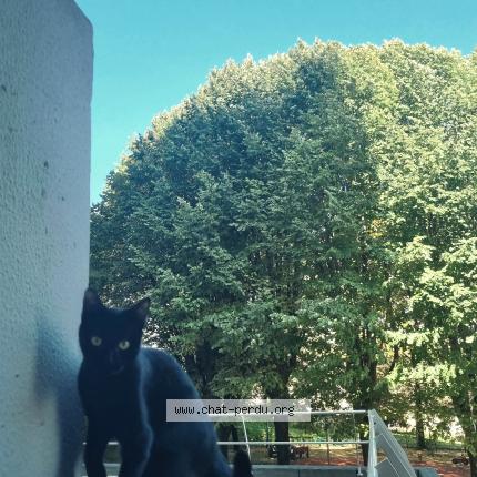 Foto 1/1 Sakura Chat perdido en Gentilly