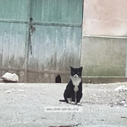 Foto 1/1 Gato encontrado Encontrado en Gaillac