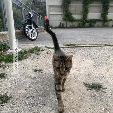 Foto 1/1 Gato encontrado Encontrado en Sion