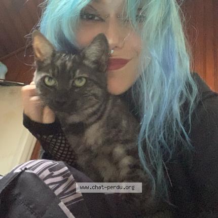 Foto 1/1 Grumpi Chat perdido en Sancerre