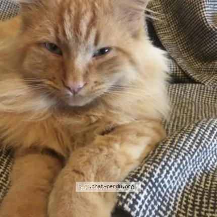 Foto 1/1 archi Chat perdido en Montrottier