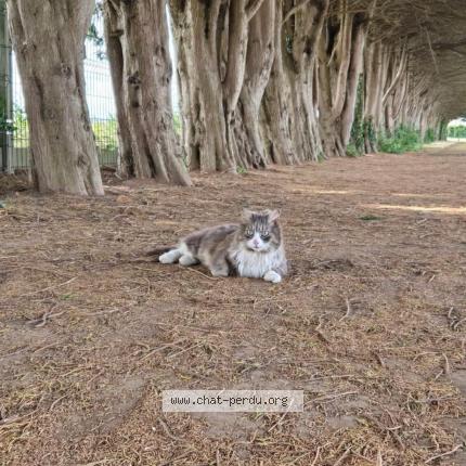 Foto 1/1 Minouch Chat perdido en Cuverville