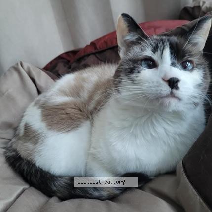 Foto 1/1 Chaplin Chat perdido en Gore