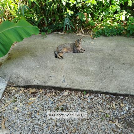 Foto 1/1 arrakis Chat perdido en Graulhet 81300