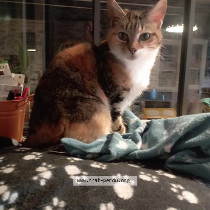 Foto 1/1 Bambou Chat perdido en Carquefou