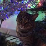 Foto del gato perdido en Cintre