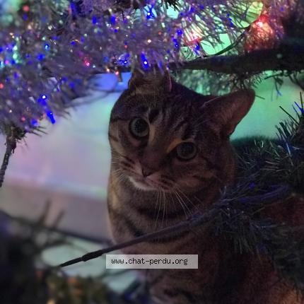 Foto 1/1 Noisette Chat perdido en Cintre
