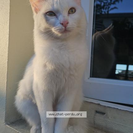 Foto 1/1 Bella Chat perdido en Tampon