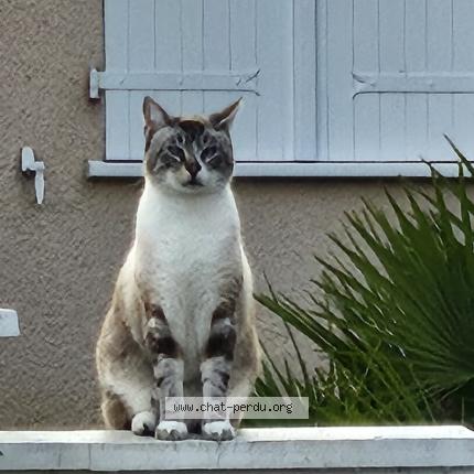 Foto 1/1 TIDJY Chat perdido en Tressed