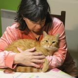 Foto del gato perdido en Salies De Bearn