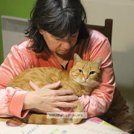 Foto 1/1 MIMI Chat perdido en Salies de bearn