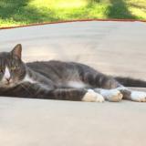 Foto del gato perdido en Le Plessis Mace