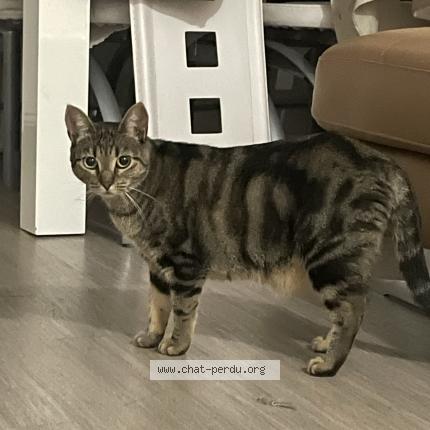 Foto 1/1 Rose Chat perdido en Draguignan