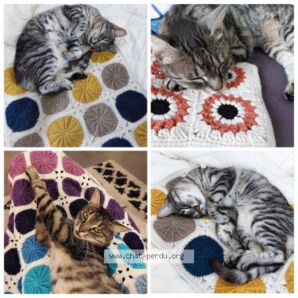 Foto 1/1 Pelotte Chat perdido en Gerstheim