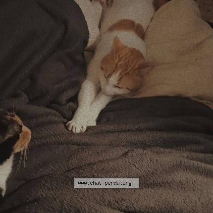 Foto 1/1 Rom&eacute;o Chat perdido en Hirson