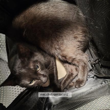 Foto 1/1 Gato encontrado Encontrado en Schaerbeek