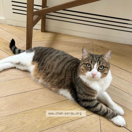 Foto 1/1 Gollum Chat perdido en Lecci