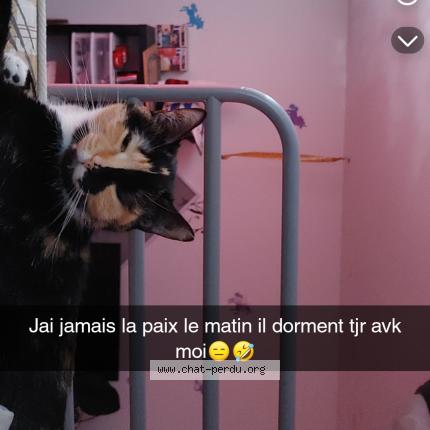 Foto 1/1 Corona Chat perdido en Joliette