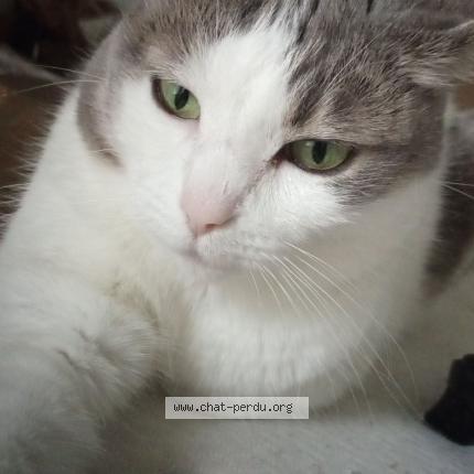 Foto 2/4 Maya Chat perdido en Perigueux