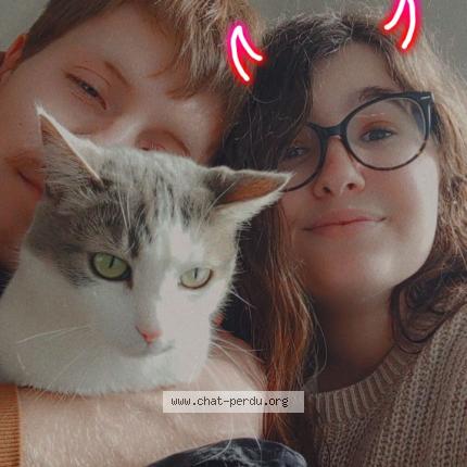 Foto 3/4 Maya Chat perdido en Perigueux