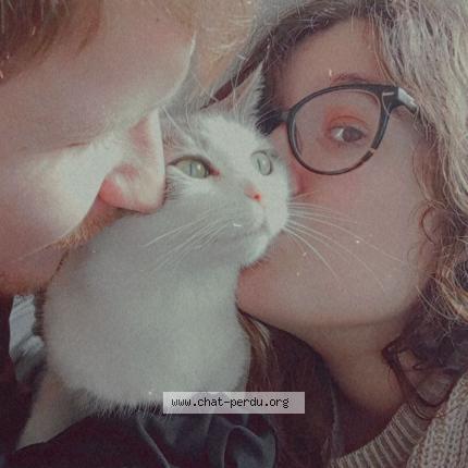 Foto 4/4 Maya Chat perdido en Perigueux