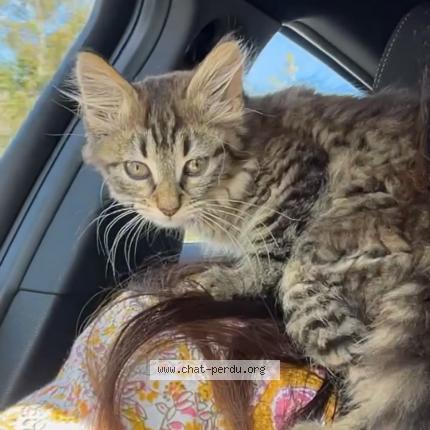 Foto 1/1 Mamouche Chat perdido en Sanvignes les mines