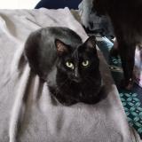 Foto del gato perdido en Chevry En Sereine