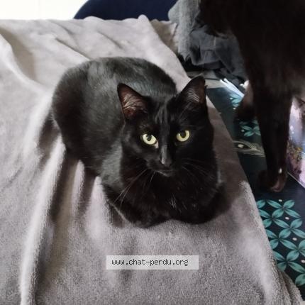 Foto 1/1 Mimine Chat perdido en Chevry en sereine