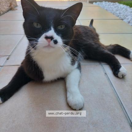 Foto 1/1 Gato encontrado Encontrado en Rocbaron