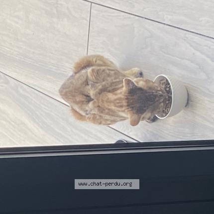 Foto 1/1 Gato encontrado Encontrado en Donneville