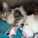 Foto del gato perdido en Torcy