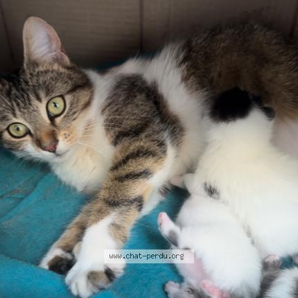 Foto 1/2 Choupette Chat perdido en Torcy