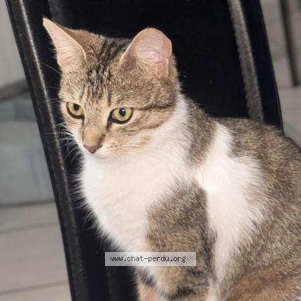 Foto 2/2 Choupette Chat perdido en Torcy