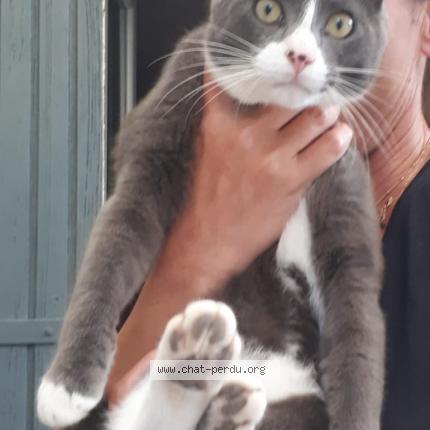 Foto 1/1 Asco Chat perdido en Aigueze