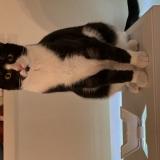 Foto del gato perdido en Labastide Villefranche