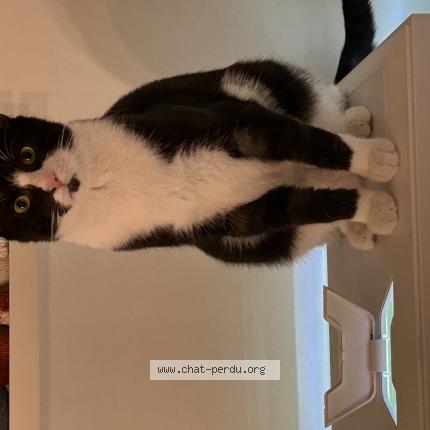 Foto 1/1 Fury Chat perdido en Labastide villefranche