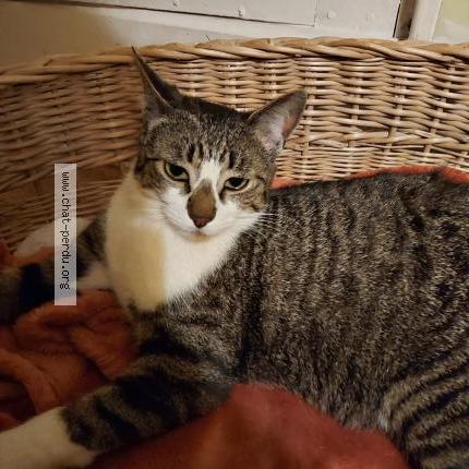 Foto 1/1 Teacup Chat perdido en Dampierre en crot