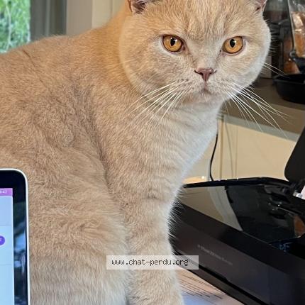 Foto 1/1 Rosso Martin Dupont Chat perdido en Lege cap ferret