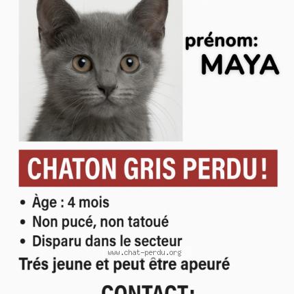 Foto 1/1 maya Chat perdido en Marseille