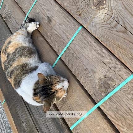 Foto 1/1 Gato encontrado Encontrado en Orvault