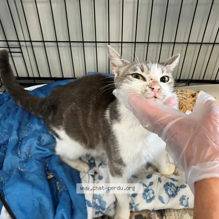 Foto 1/1 Gato encontrado Encontrado en Tourcoing