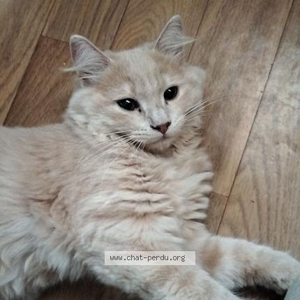 Foto 1/1 Yonyon Chat perdido en Rlabure