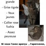 Foto del gato perdido en Bessey