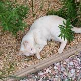 Foto del gato perdido en Lanzac