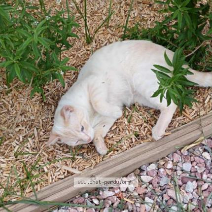 Foto 1/1 Comette Chat perdido en Lanzac