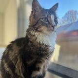 Foto del gato perdido en Heric