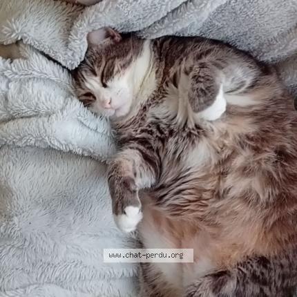 Foto 1/1 NALOU Chat perdido en Isigny sur mer