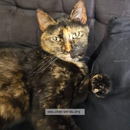 Foto 1/1 Choupette Chat perdido en Docelles