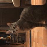 Foto del gato perdido en Angers